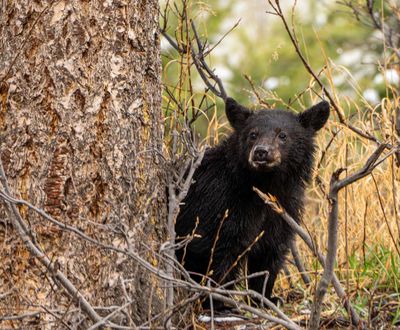 Black Bear Cub Behind the Tree.jpg