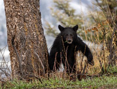 Black Bear Cub Emerges.jpg