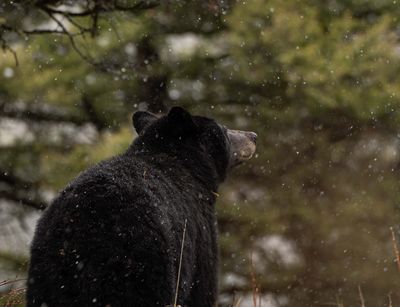 Black Bear in a Snow Flurry.jpg