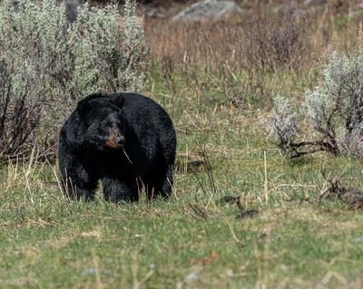 Black Bear in the Field.jpg