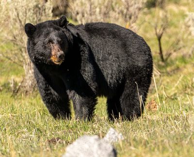 Black Bear in the Sun.jpg