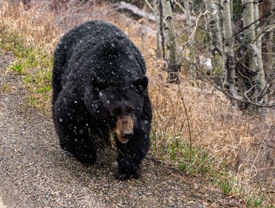 Black Bear Near Hellroaring.jpg