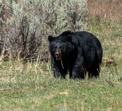 Black Bear Near Trout Lake.jpg