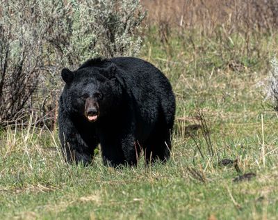 Black Bear Sticking Out His Tongue.jpg