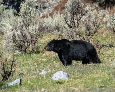 Black Bear Stretching.jpg