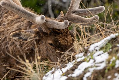 Bull Elk Closeup.jpg