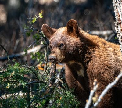 Cinnamon Black Bear in the Trees.jpg