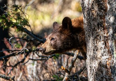 Cinnamon Black Bear Taking a Peek.jpg