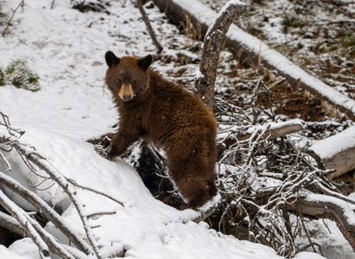 Cinnamon Cub Balancing.jpg