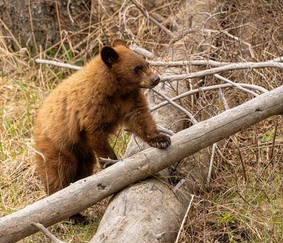 Cinnamon Cub Standing on the Log.jpg