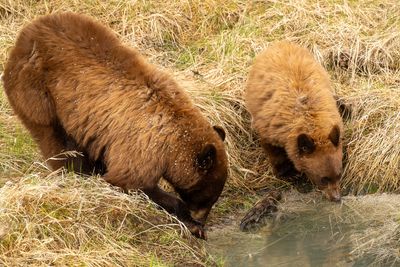 Cinnamon Sow and Cub Drinking.jpg