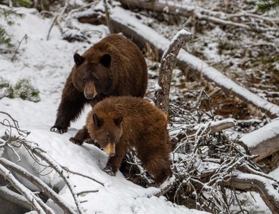 Cinnamon Sow and Cub in the Snow.jpg
