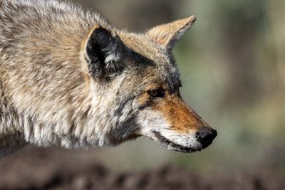Coyote Closeup.jpg