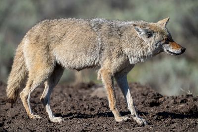 Coyote on the Hunt.jpg