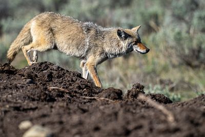 Coyote on the Mound.jpg