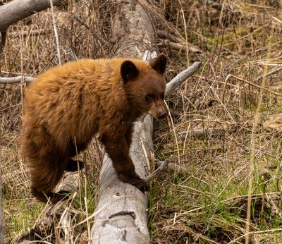 Cub on the Log.jpg