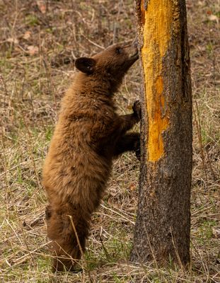Cub Sniffing the Tree.jpg