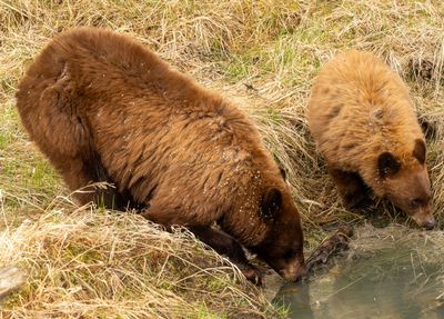 Drinking Bears.jpg