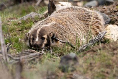 Eyes of the Badger.jpg