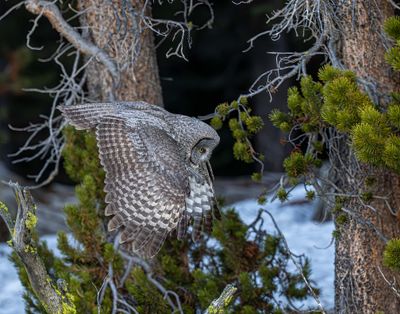 Flying Owl.jpg