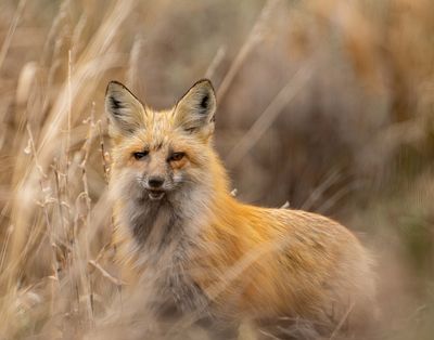 Fox at the Pahaska Trailhead.jpg