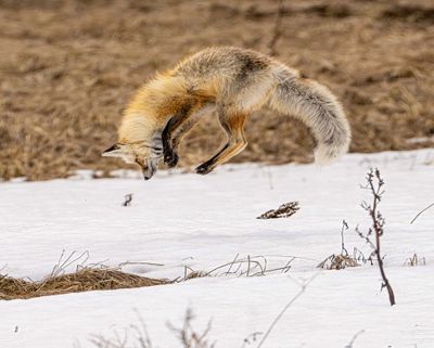 Fox Dive.jpg