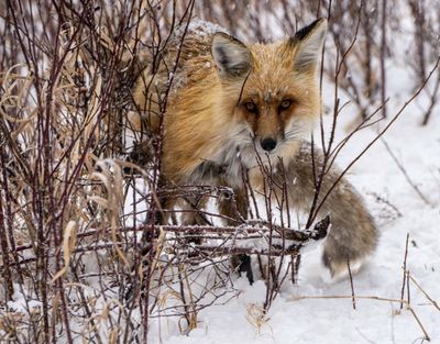 Fox in the Brush.jpg