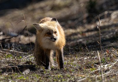 Fox in the Sun.jpg