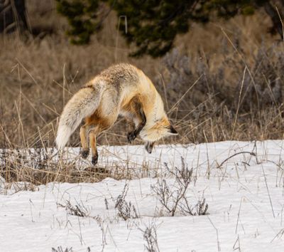 Fox Leap.jpg