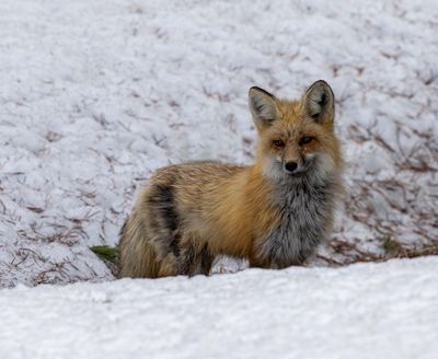 Fox Near Elephant Back.jpg