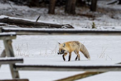 Fox Near Lake Corral.jpg