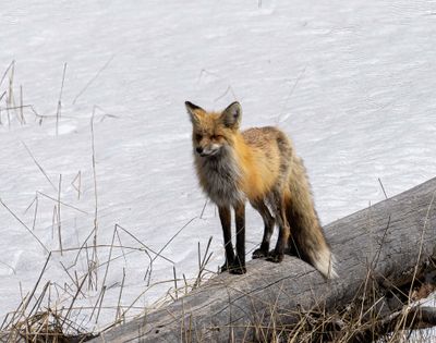 Fox on the Log at Elephant Back.jpg