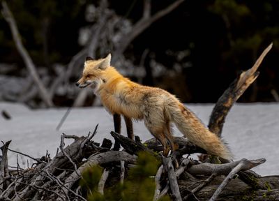 Fox on the Log Looking Out.jpg