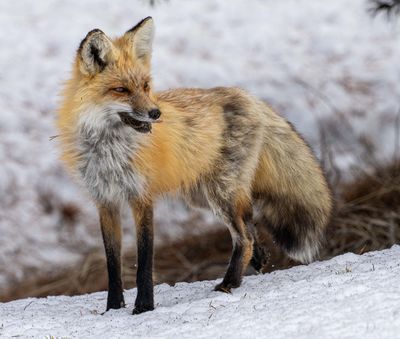 Fox on the Snow Bank.jpg