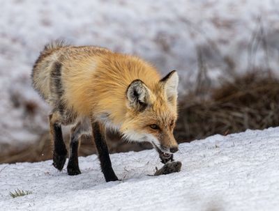 Fox Setting Down the Kill.jpg