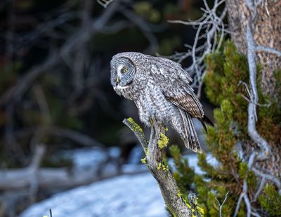 Great Gray On the Snag.jpg