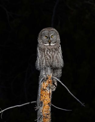 Great Gray Owl Against the Black.jpg