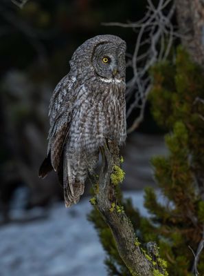 Great Gray Owl on a Snag.jpg