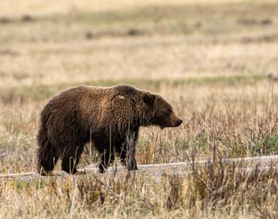 Grizzly on the Stagecoach Road.jpg