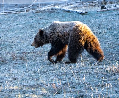 Jam on a Frosty Morning.jpg