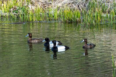 Lesser Scaup in Trout Lake.jpg