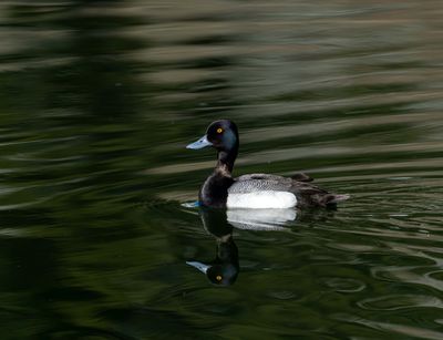 Lesser Scaup Reflection.jpg