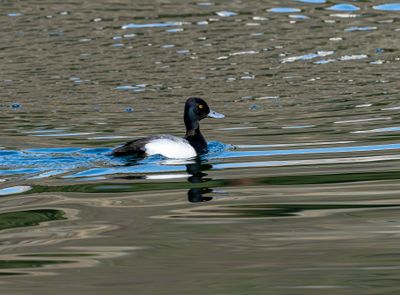 Other Waterbirds