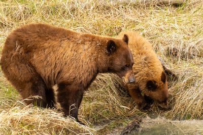 Mom and Cub Drinking.jpg
