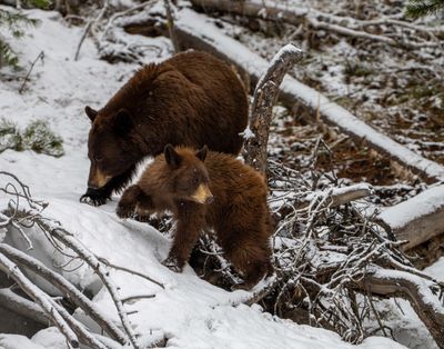 Mom and Cub in the Snow.jpg