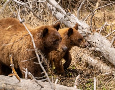 Mom and Cub.jpg