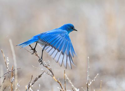 Mountain Bluebird About to Fly.jpg