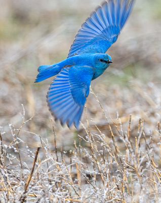 Mountain Bluebird Launching.jpg