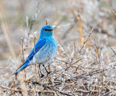 Mountain Bluebird on the Old Yellowstone Road.jpg