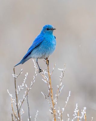Mountain Bluebird Perched.jpg